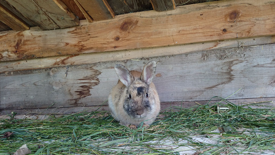 Unsere Tiere erwarten die kleinen Gäste Bild Hase