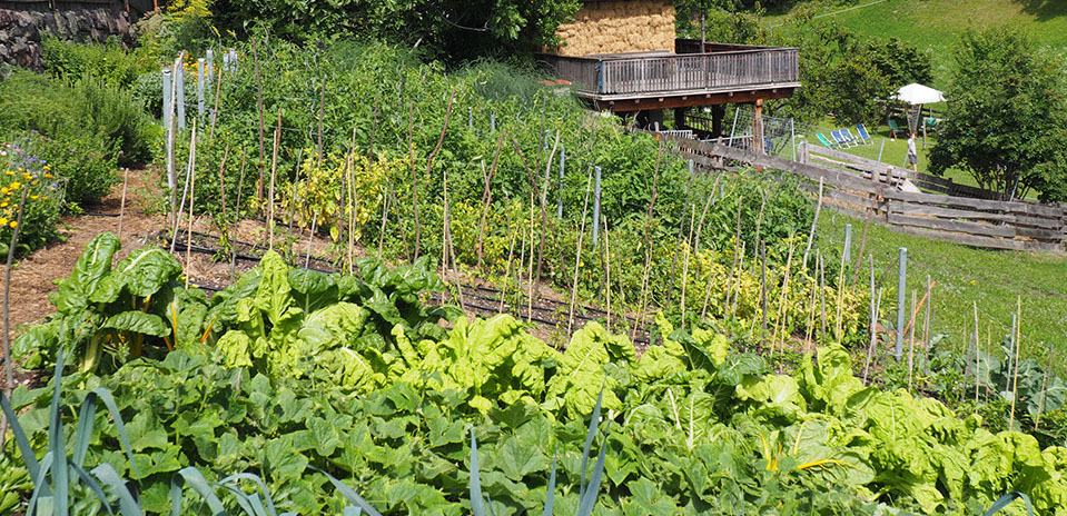 Der Gemüsegarten Bild Gemüsegarten