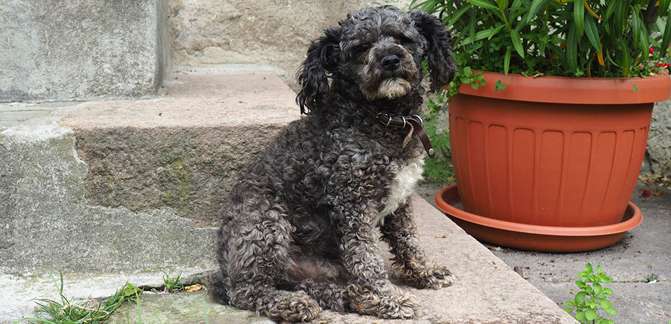 Unser Hund Tito Bild Hund