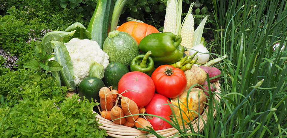 Gemüse aus dem Garten Bild Gemüsekorb